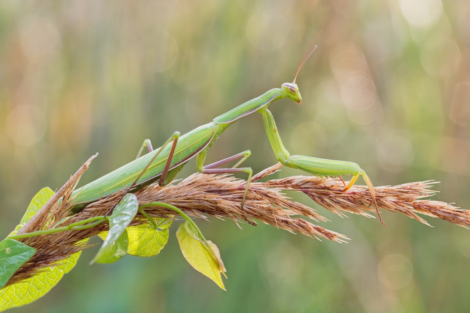 prajzner - Mantis religiosa. PE  kolejne z cyklu najnudniejsze, nieartystyczne oraz atlasowe makro z pleneru :-). Zdjęcie 201546