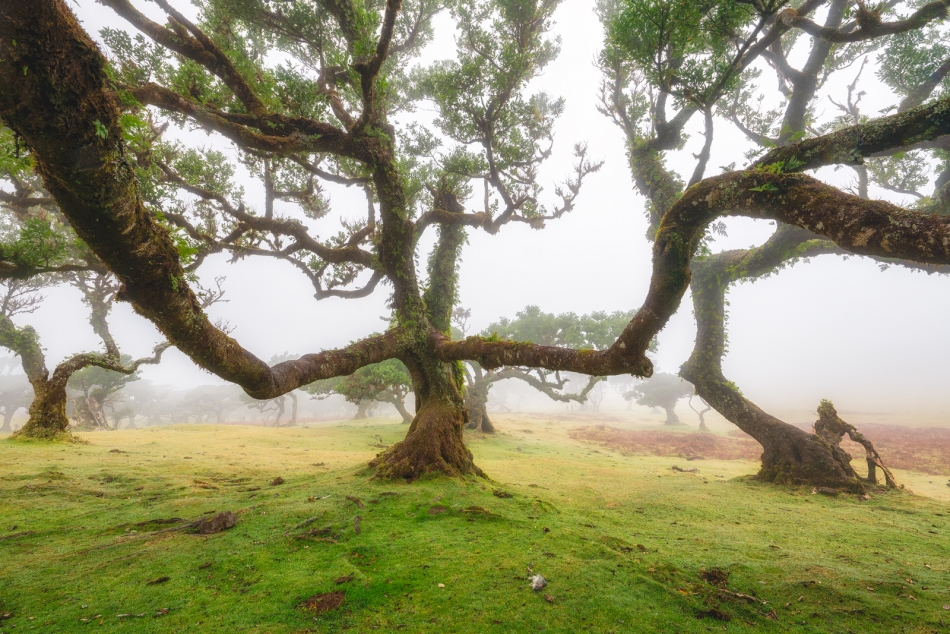 mikeszt28 - . Fanal Forest, Madeira. Zdjęcie 321121
