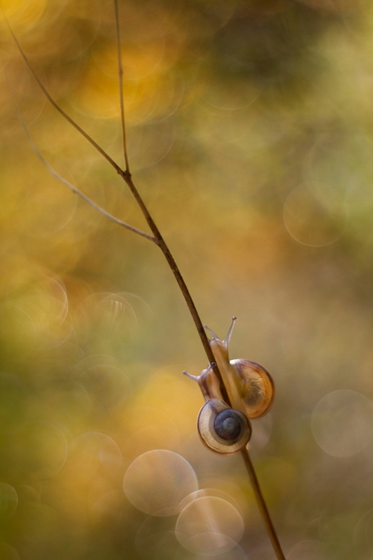 agnez - . M42  Jest PE. Zdjęcie 145436