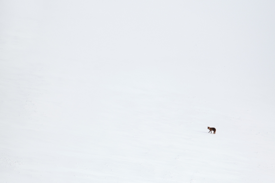 szymon_59 - . Lodowa pustynia. Beskid Niski . Zdjęcie 320794