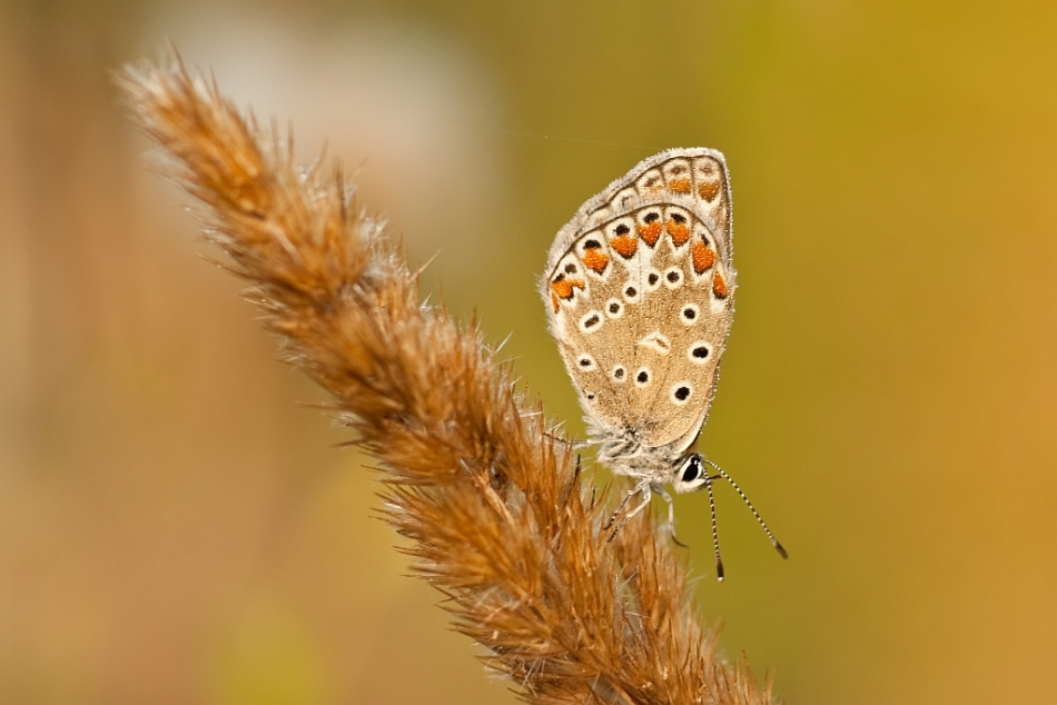 adestroyer - Pan Mod Raszek. . Zdjęcie 100802