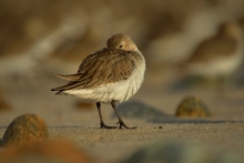 Plover.