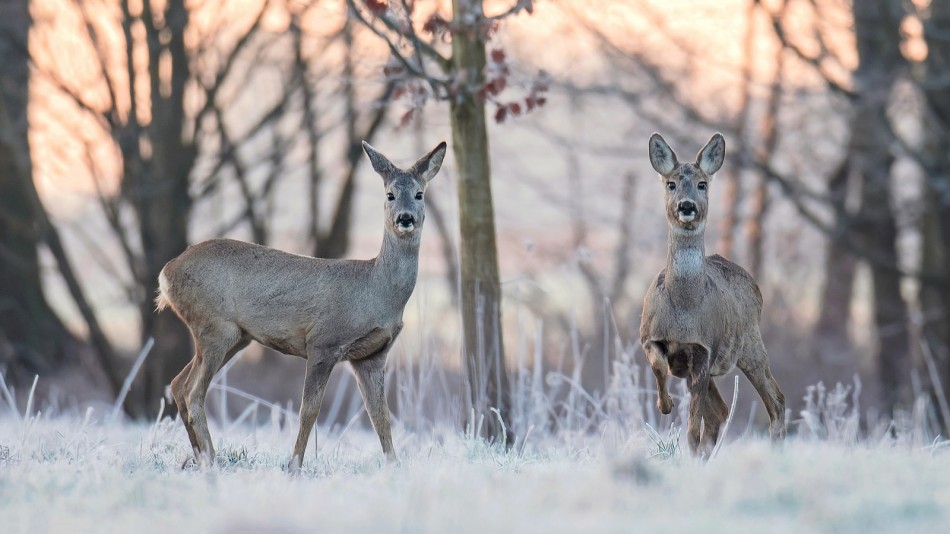 Zaciekawione.  Co tym razem dla nas niesie? Będą rumiane jabłuszka, czy znów tylko kapucha? :). Zdjęcie 337893