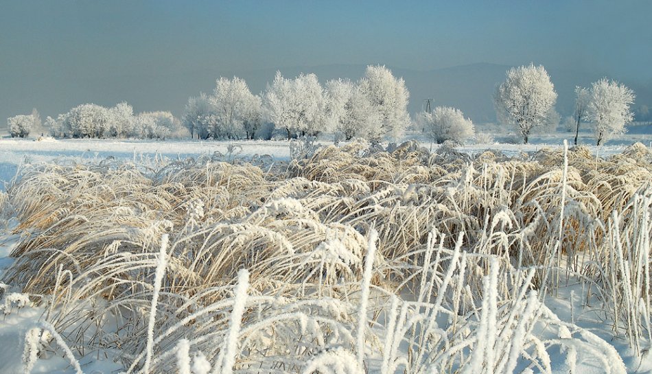 skalman - nadeszły mrozy. . Zdjęcie 13015