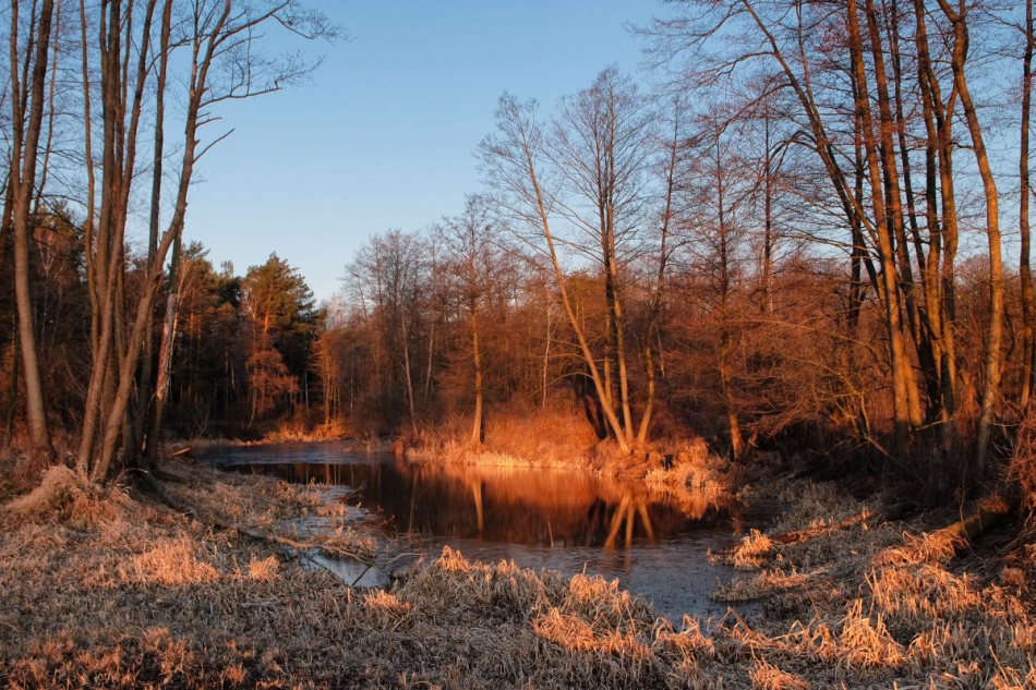 Przedwiośnie nad starorzeczem. . Zdjęcie 263227