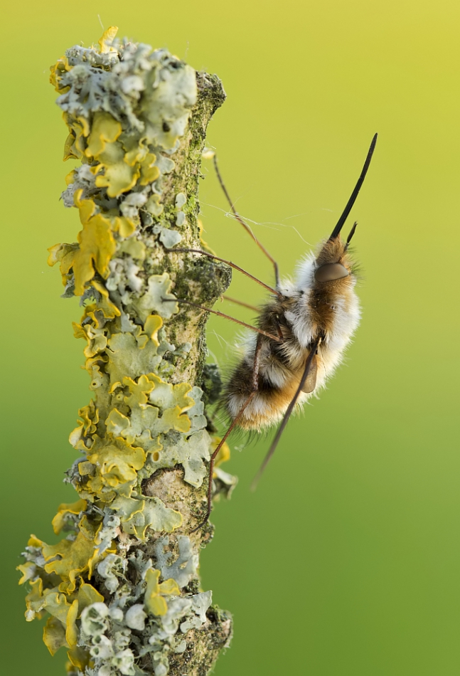 grzegorz - bujaneczka. . Zdjęcie 164837