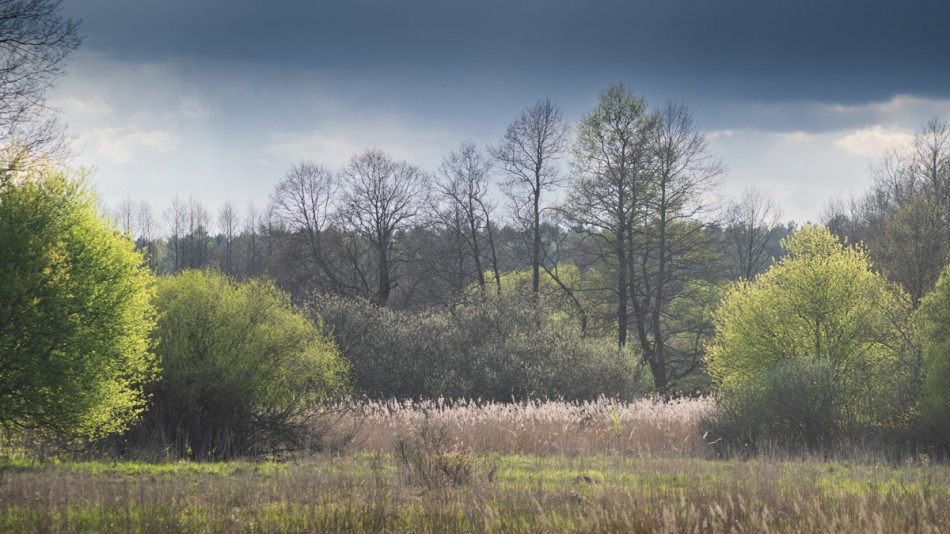 Dotyk wiosny. . Zdjęcie 339789