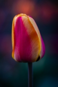 tulipan (Tulipa)