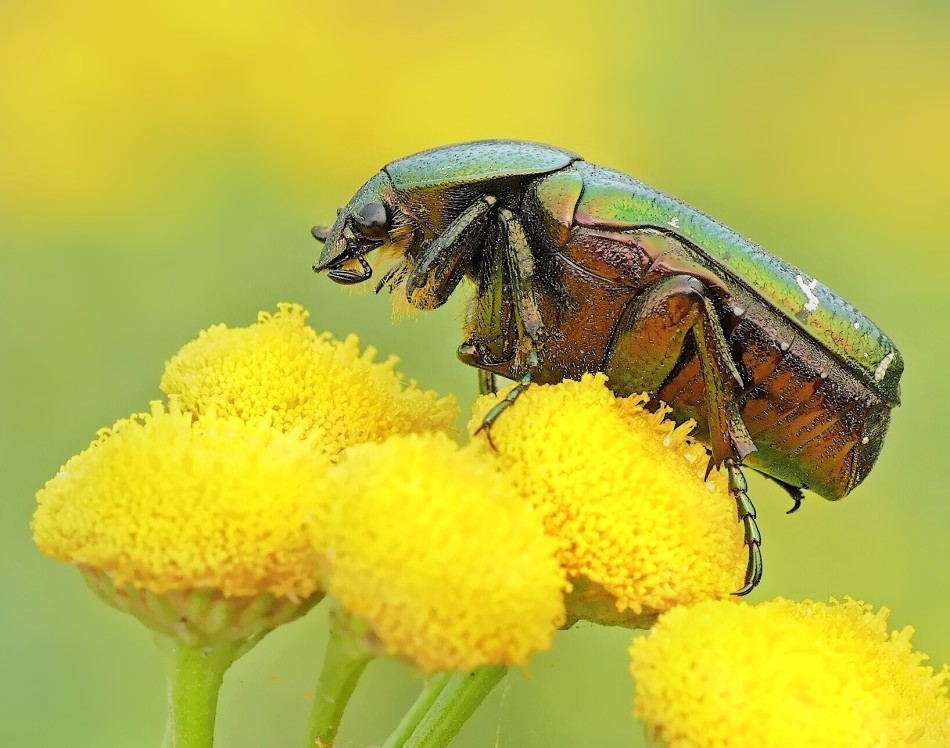 Zielony chrząszcz na żółtych kwiatach. . Zdjęcie 339487