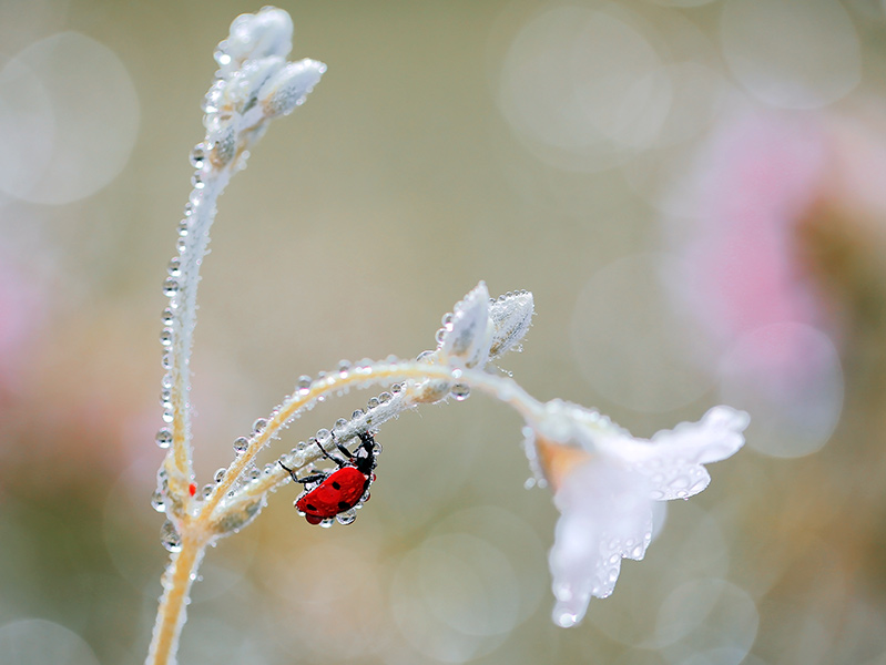bluejeans - Zbieracz pereł. . Zdjęcie 105153