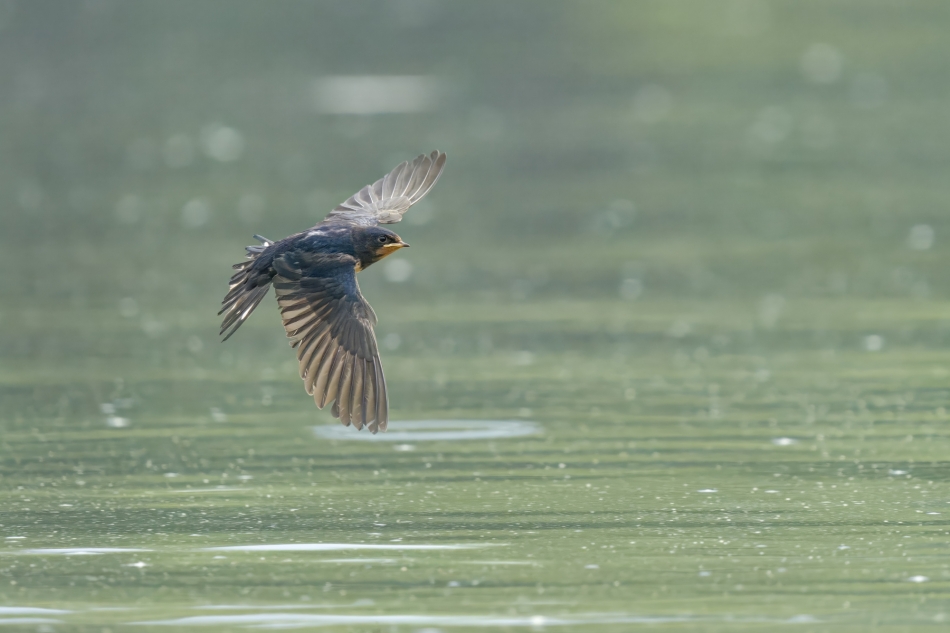 Latawiec. Dymówka (Hirundo rustica) Przyroda naszego regionu - Gorzyce. Sony ILCE-1+Sony SEL200600G FE 200-600mm Przysłona: F/6,3-Czas ekspozycji-1/3200 s-ISO-3200; Ogniskowa-600 mm.. Zdjęcie 334002