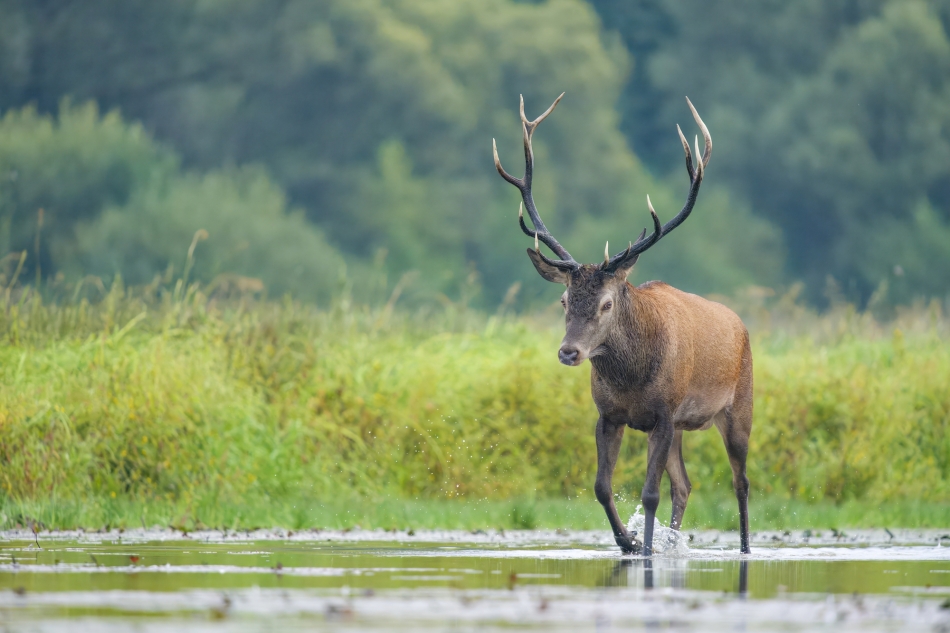 amigamedia - Król jest tylko jeden....  Jeleń szlachetny (Cervus elaphus) Przyroda naszego regionu. Sony ILCE-1+Sony SEL200600G FE 200-600mm f/5.6-6.3 G OSS. Przysłona: F/6,3-Czas ekspozycji-1/1250 s-ISO-3200-Ogniskowa:-600 mm.. Zdjęcie 335164