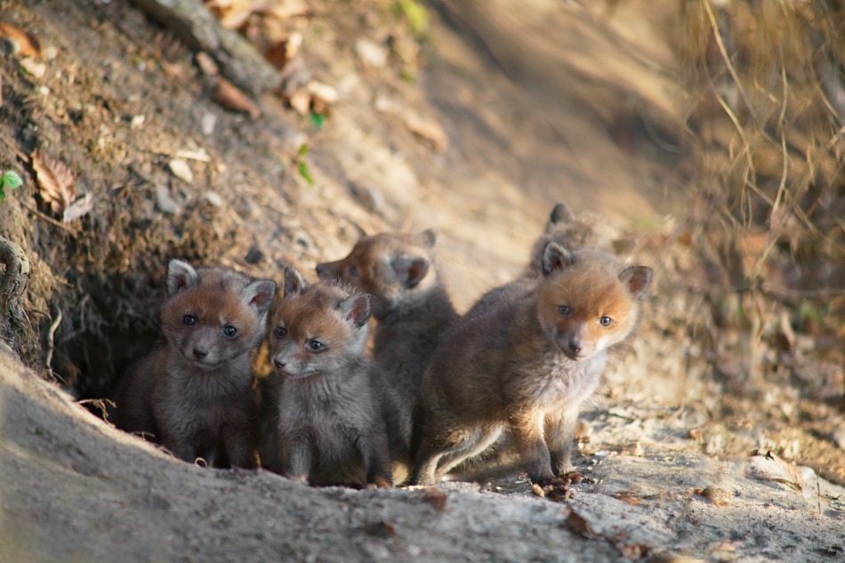 valkirja - . . Zdjęcie 311650