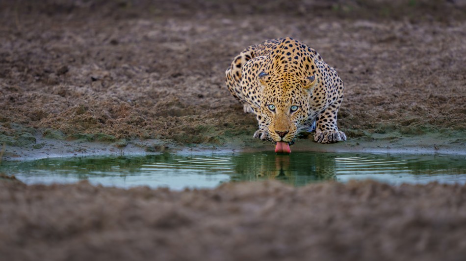 Fałszywa oaza. Spragniony lampart podszedł do ostatniej w okolicy kałuży, licząc na łyk wody. Nie każda woda jednak nadaje się do picia. Jeszcze kilka tygodni wcześniej była to spora sadzawka, dziś pozostała po niej gęsta, zielonkawa ciecz.. 