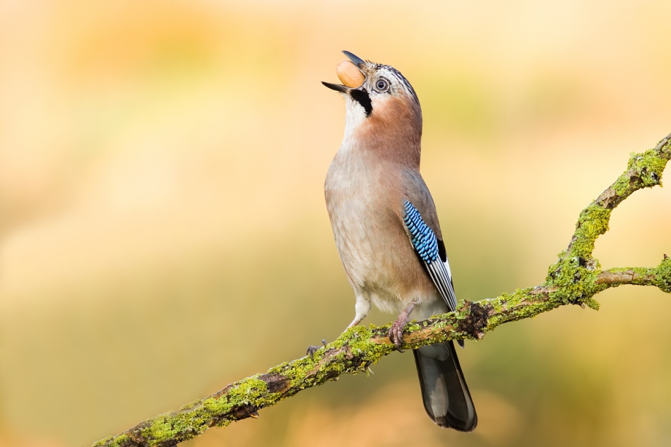Aby tylko się zmieścił. PE. Zdjęcie 208788