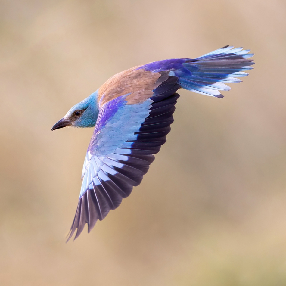 rybo_lub - Kraska. . Zdjęcie 319660