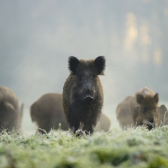 Rodzinka w komplecie