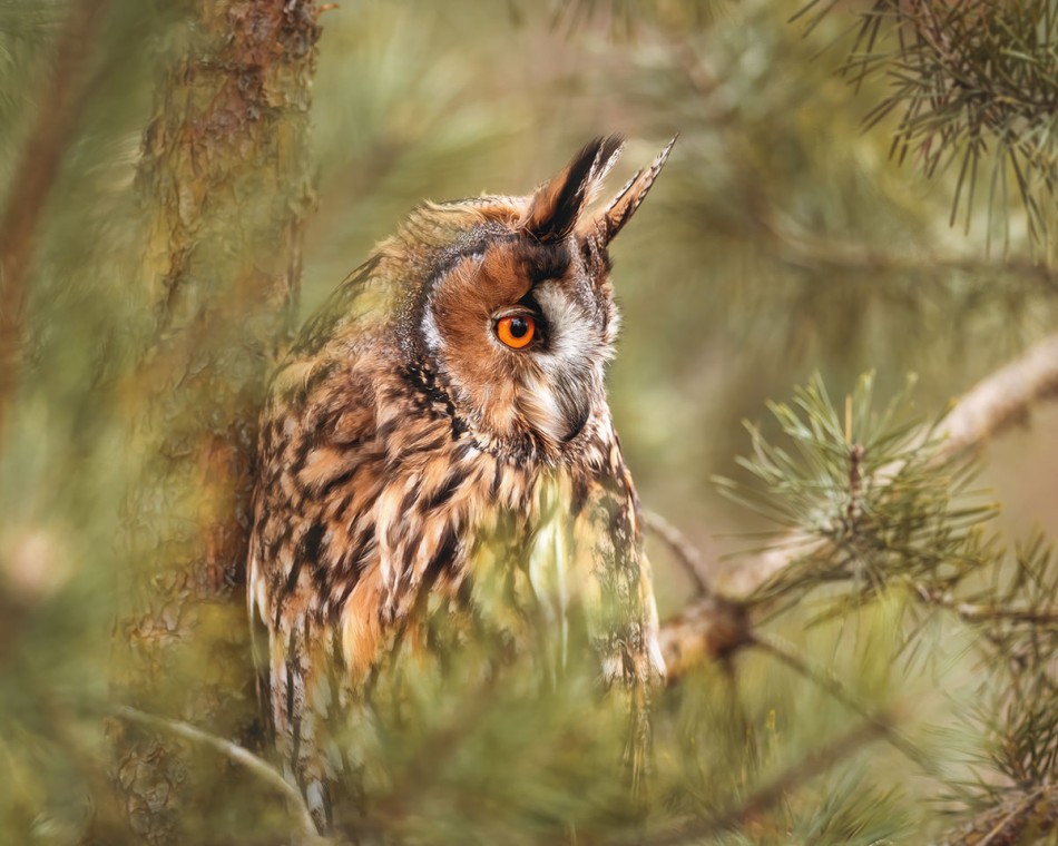 Uszatka tle iglastych gałęzi. . Zdjęcie 339923