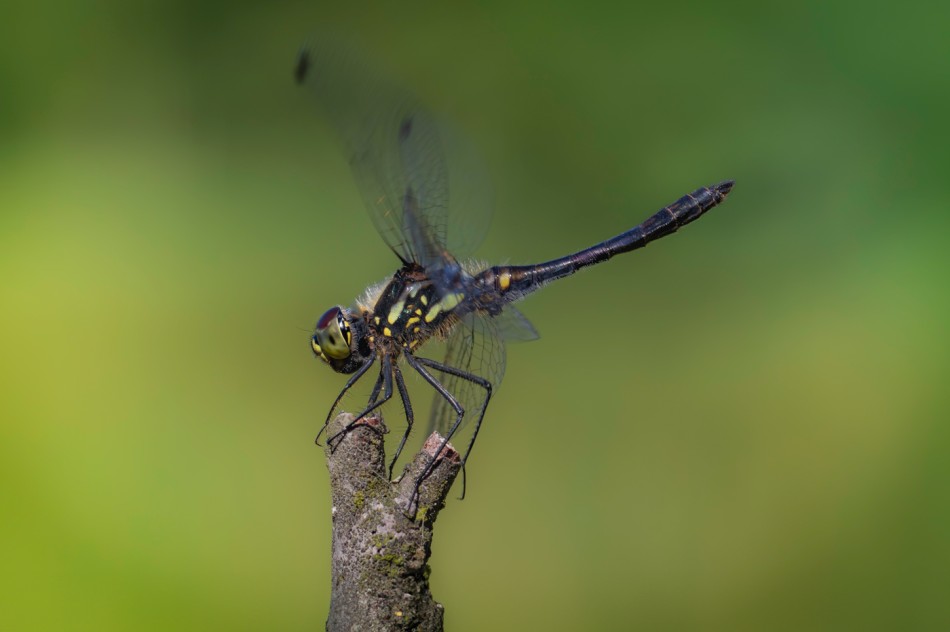 Start. Szablak czarny. Zdjęcie 339230
