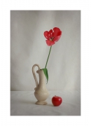 tulipanek