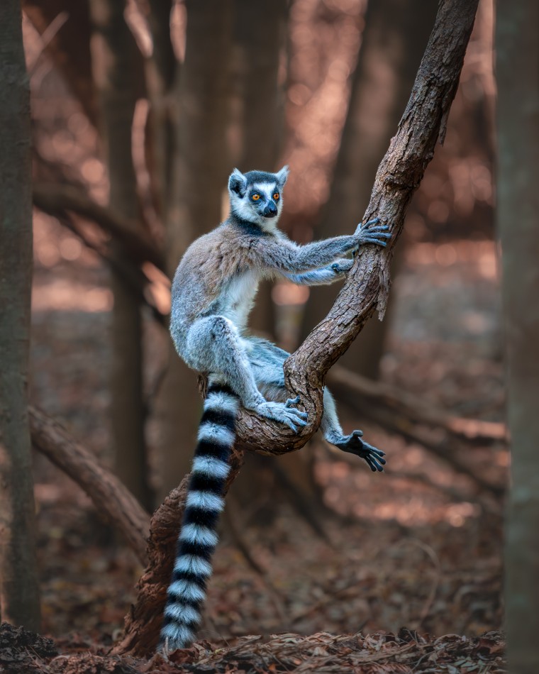 Chwila samotności. Lemury katta żyją w silnie zorganizowanych grupach, w których to samice wyznaczają zasady i nadają tempo codziennemu życiu. Mimo tego społecznego charakteru każdy osobnik potrzebuje czasem chwili oddalenia od reszty stada. . Zd