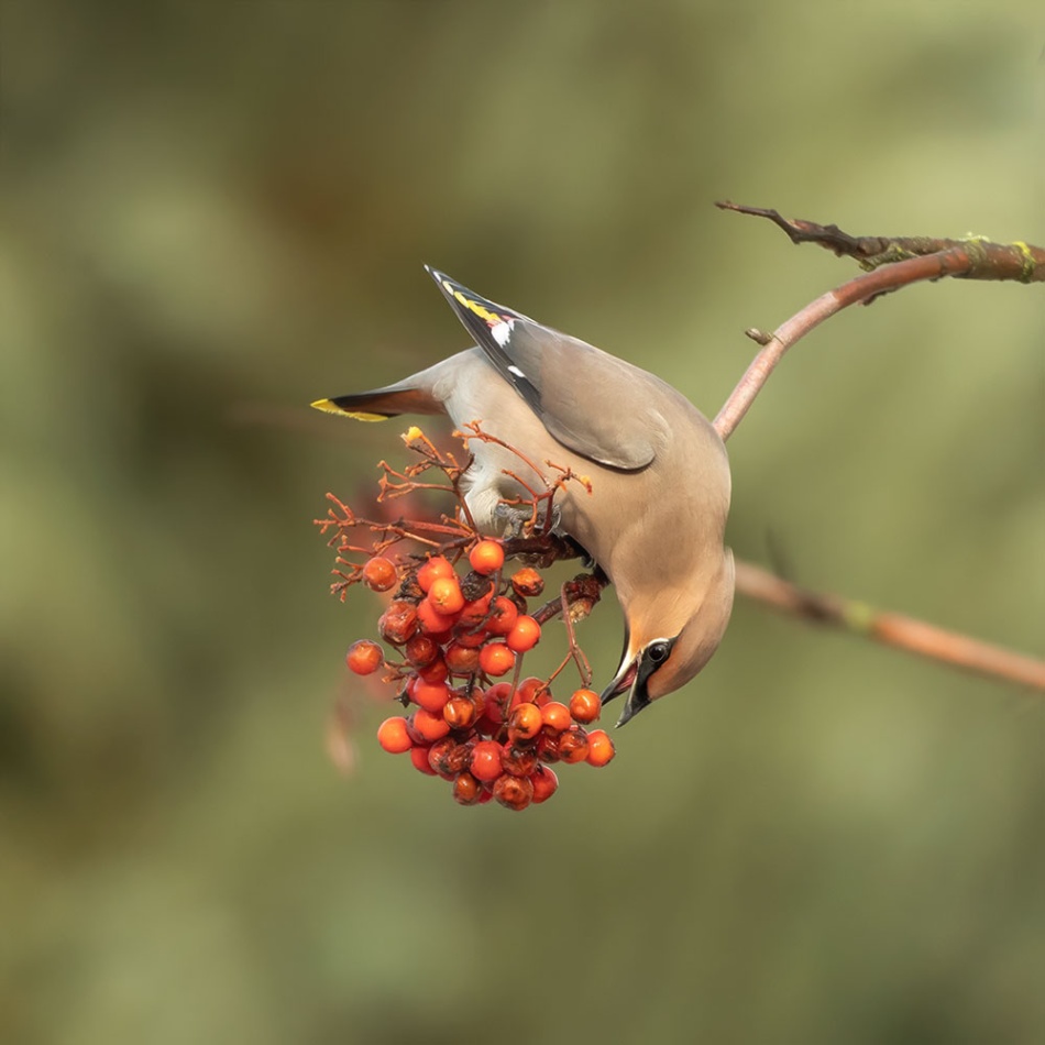 Jemiołuszka na lunchu. . Zdjęcie 337451