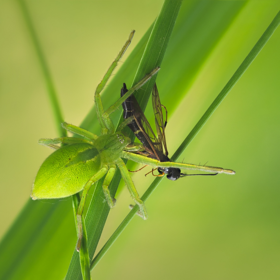 assalga - Spachacz zielonawy (Micrommata virescens). Samica po udanych łowach. Zdjęcie 309077