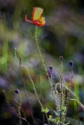 Koniec lata