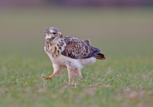 Buteo buteo