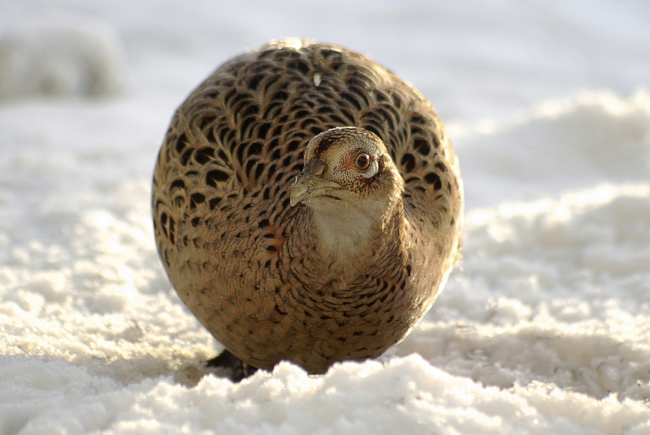 gryzli - Piłeczka. Bażant zwyczajny (Phasianus colchicus). Zdjęcie 260071