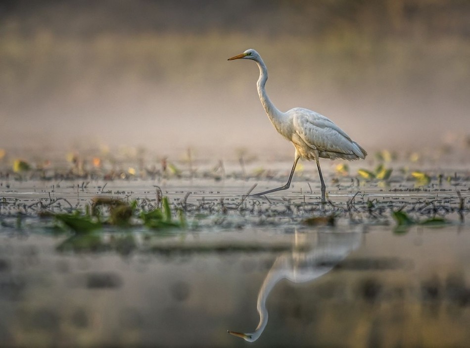 Czapla biała. . Zdjęcie 339175