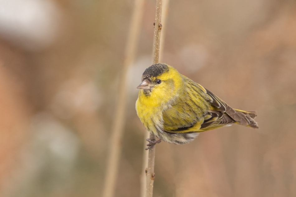 radson_foto - czyż (Spinus spinus). . Zdjęcie 285756