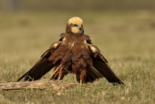 Błotniak stawowy 