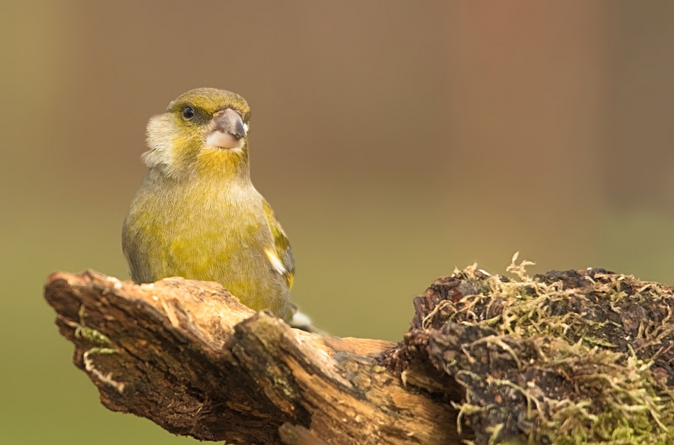 roman53 - . . Zdjęcie 298603