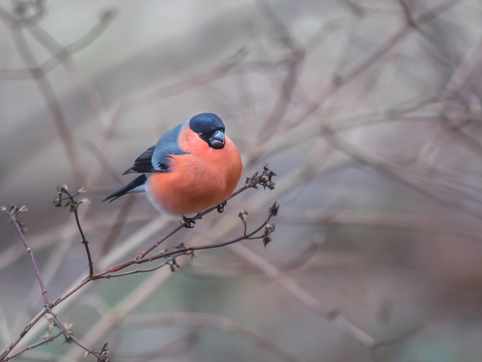 Gil. . Zdjęcie 337763