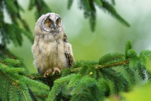 Uszatka, Long-eared Owl...