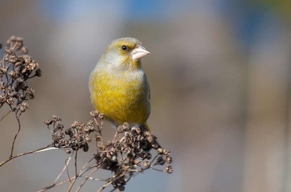 roman53 - Dzwoniec. . Zdjęcie 316078