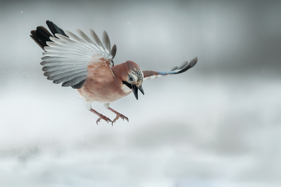 Rozwrzeszczana. Sójka (Garrulus glandarius). Zdjęcie 339105