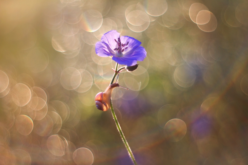 agnez - . PE. Zdjęcie 214336