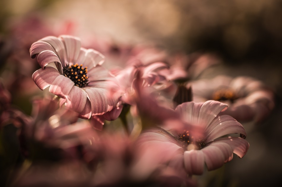 W słońcu. . Zdjęcie 337597