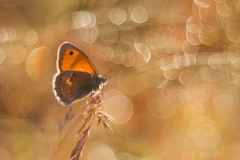 agnez - ***. M42. Zdjęcie 135277