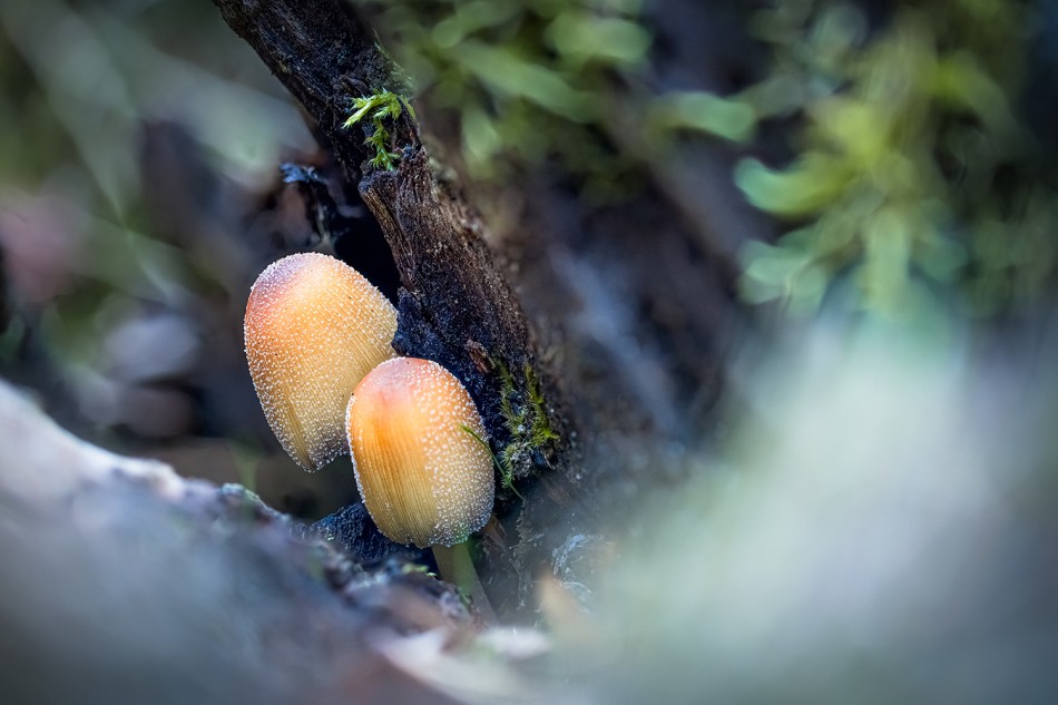 Grzybki. Czernidłak błyszczący. Zdjęcie 339967