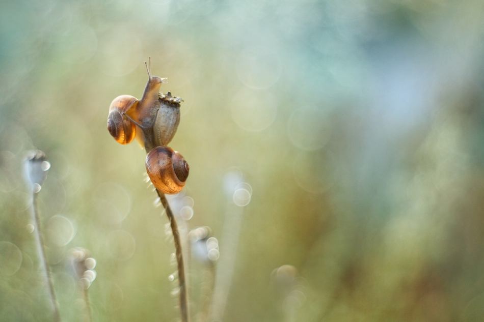 agnez - . ...wyczekiwanie końca suszy  (ilustracja do bajki)  M42  Zapraszam na PE. Zdjęcie 162818