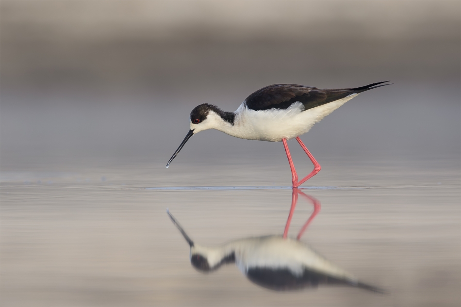 fotodam - Kropelka. Szczudłak (Himantopus himantopus) Black-winged Stilt . Zdjęcie 333301