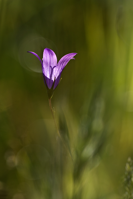 agnez - Latarnia leśna. . Zdjęcie 127554