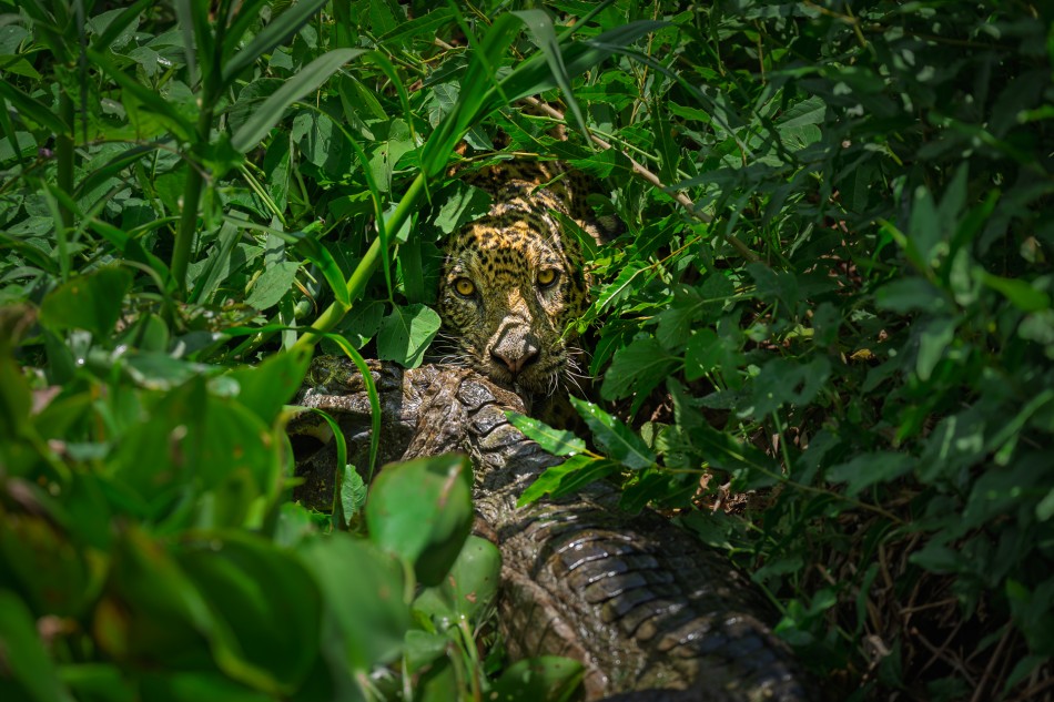 Drapieżnik w zieleni. Jaguary posiadają najsilniejszy zacisk szczęk w stosunku do wielkości ciała ze wszystkich wielkich kotów, co pozwala im przebić twardy pancerz ofiary z przerażającą łatwością. . Zdjęcie 338675