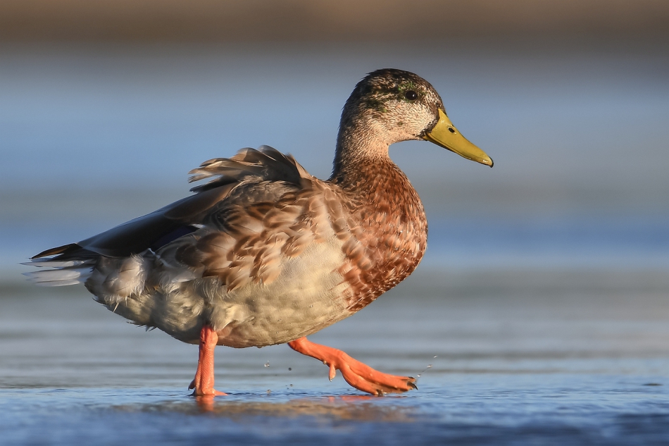 tomeq67 - Kaczka krzyżówka - kaczor.. . Zdjęcie 306672