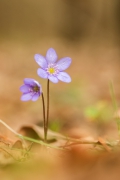 przylaszczka (Hepatica ...