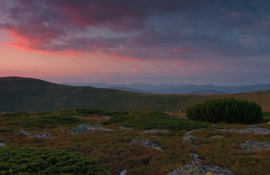 dilong - /\. . Zdjęcie 339877