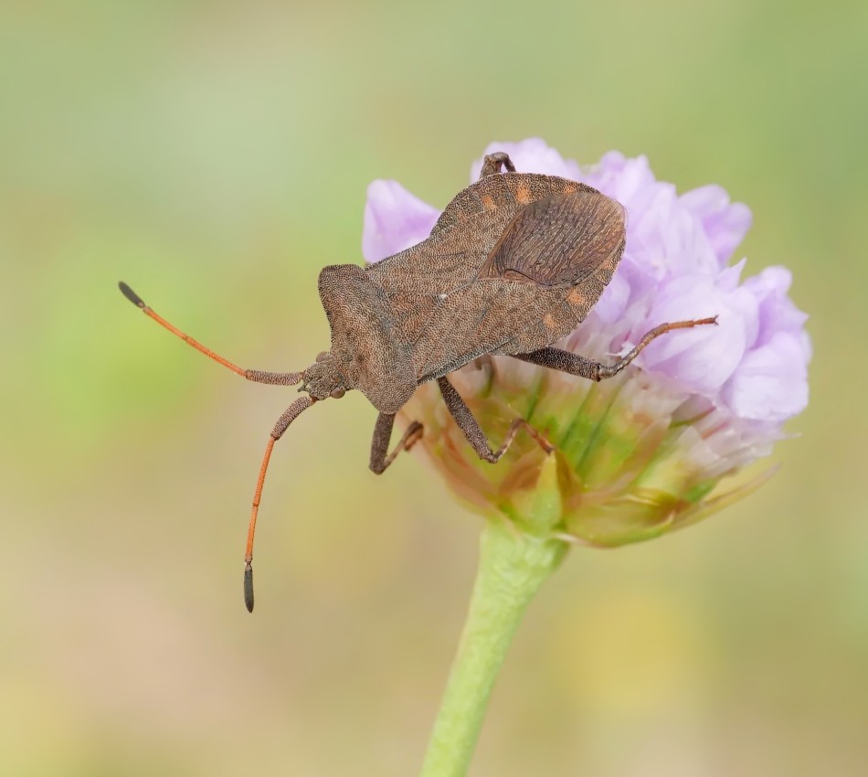 Owady na kwiatach: Ciekawe spojrzenie na naturę. . Zdjęcie 339541